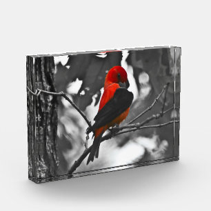 Bloc Photo Homme Scarlet Tanager