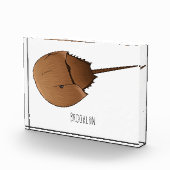 Bloc Photo Horseshoe crab (Droite)