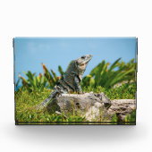 Bloc Photo Iguana au Mexique (Devant)