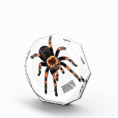 Bloc Photo Illustration de Tarantula (Droite)