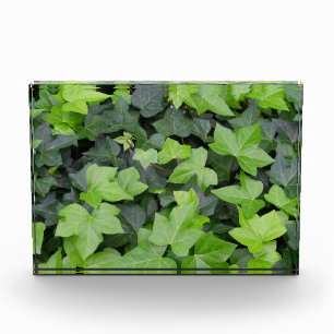 Bloc Photo Impression botanique de lierre vert