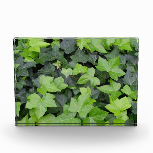 Bloc Photo Impression botanique de lierre vert (Devant)