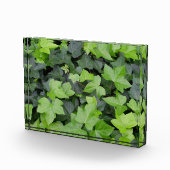 Bloc Photo Impression botanique de lierre vert (Droite)