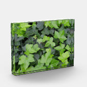 Bloc Photo Impression botanique de lierre vert (Gauche)