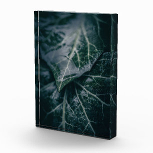 Bloc Photo Ivy Nature Photo