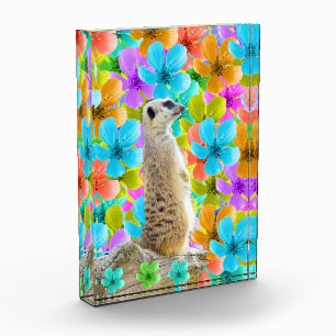 Bloc Photo Jardin Joueur : Meerkat au milieu des fleurs trico