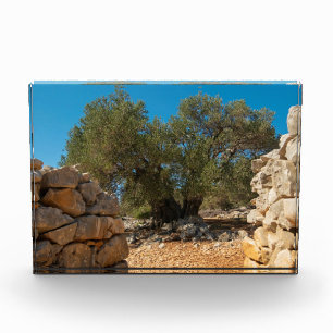 Bloc Photo Jardins d'olivier de Lun