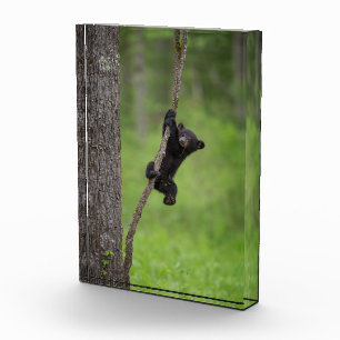 Bloc Photo Jeune ourson noir jouant sur une branche d'arbre