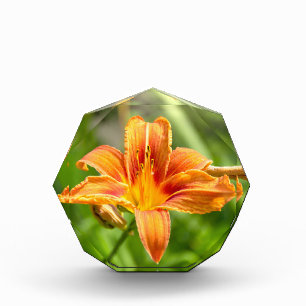 Bloc Photo Jolie grande photo de fleur de Lys