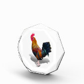 Bloc Photo Key West - Rooster tzigane (Droite)