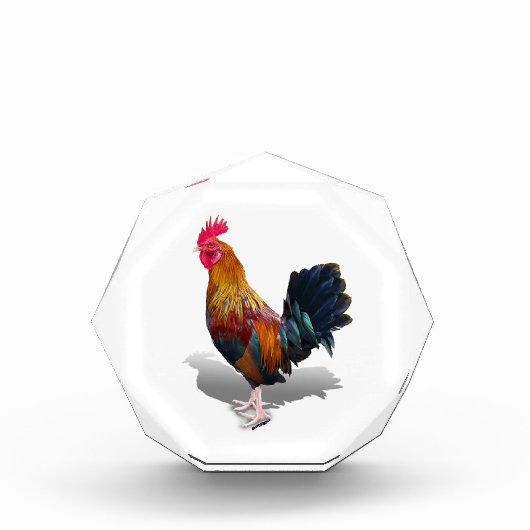 Bloc Photo Key West - Rooster tzigane (Devant)