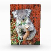 Bloc photo Koala Snack Time (Devant)