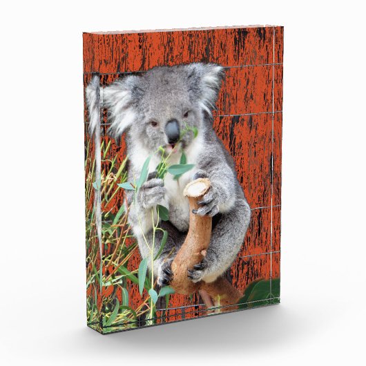 Bloc photo Koala Snack Time (Gauche)