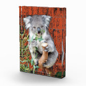 Bloc photo Koala Snack Time (Droite)