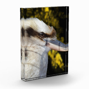 Bloc Photo Kookaburra, aile bleue australienne,