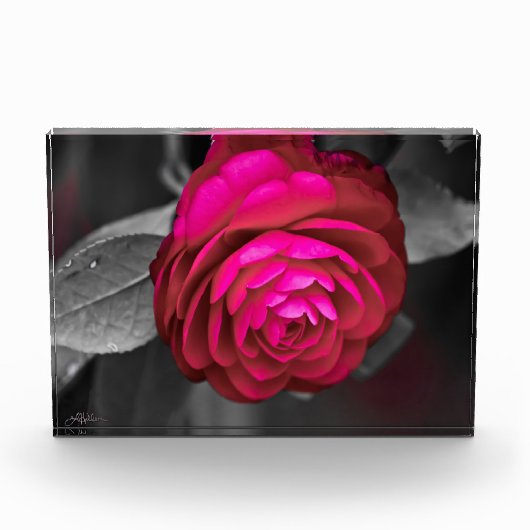 Bloc Photo La Camélia rose (Devant)