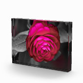 Bloc Photo La Camélia rose (Droite)