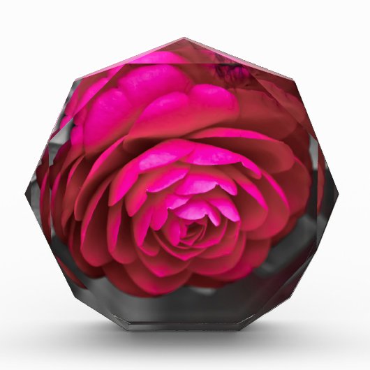 Bloc Photo La Camélia rose (Devant)