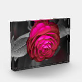 Bloc Photo La Camellia Rosy (Gauche)