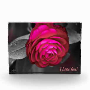Bloc Photo La Camellie Rosy Je T'Aime !