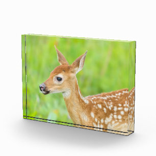 Bloc Photo Le cerf de Virginie Minnesota