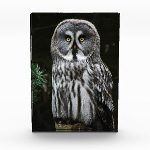 Bloc Photo Le grand hibou gris
