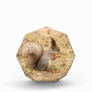 Bloc Photo L'écureuil mignon mange une photo de noix