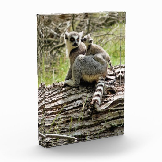 BLOC PHOTO LEMUR (Gauche)