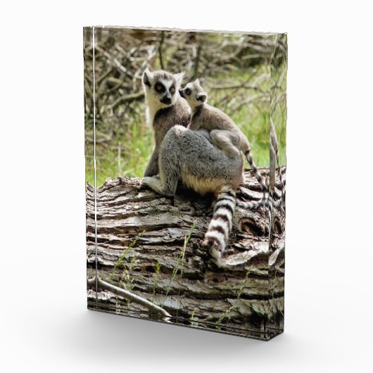 BLOC PHOTO LEMUR (Droite)