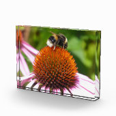 BLOC PHOTO LES ABEILLES (Droite)