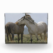 Bloc Photo Les Chevaux Sauvages (Devant)