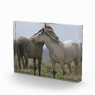 Bloc Photo Les Chevaux Sauvages