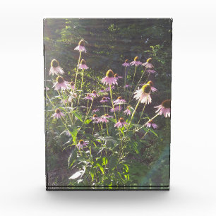 Bloc Photo Les fleurs d'échinacée au soleil