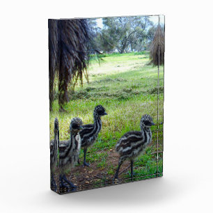 Bloc Photo "Les plumes du futur : Trois poussins Émeu bébé"