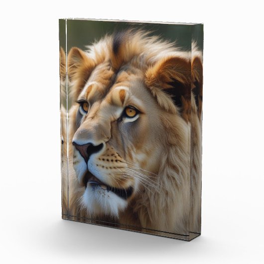 Bloc Photo Lion (Droite)