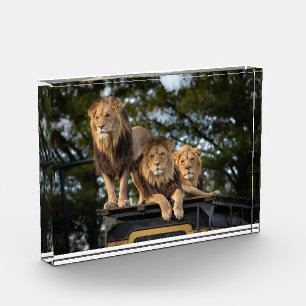 Bloc Photo Lions qui chantent sur le dessus de la voiture saf