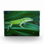 Bloc Photo Lizard d'Anole Verte (Devant)