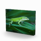 Bloc Photo Lizard d'Anole Verte (Droite)