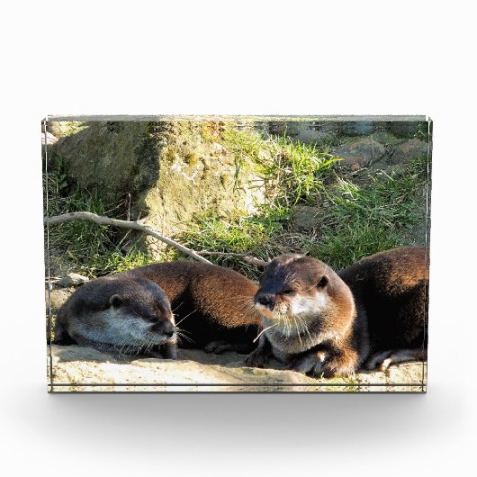 BLOC PHOTO LOUTRES (Devant)