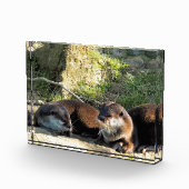 BLOC PHOTO LOUTRES (Droite)