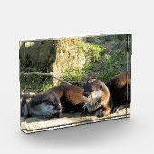 BLOC PHOTO LOUTRES (Gauche)