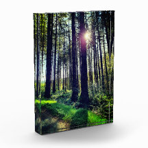 Lumière du soleil qui traverse les arbres forestie