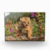 Bloc Photo Lynx Kitten, Canada, Alaska (Devant)