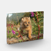 Bloc Photo Lynx Kitten, Canada, Alaska (Gauche)