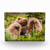 Bloc Photo Mama bear nourrit ses deux petits, Lake Clark Nati