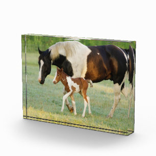 Bloc Photo Maman & Nouveau-né Paint Filly