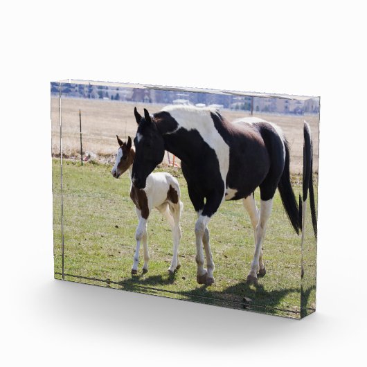 Bloc Photo Marche de Mare et Filly (Droite)