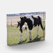 Bloc Photo Marche de Mare et Filly (Gauche)