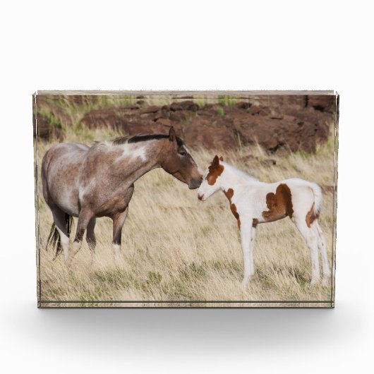 Bloc Photo Mare avec Colt (Devant)