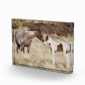 Bloc Photo Mare avec Colt (Droite)